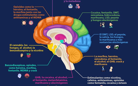 Las drogas y el cerebro