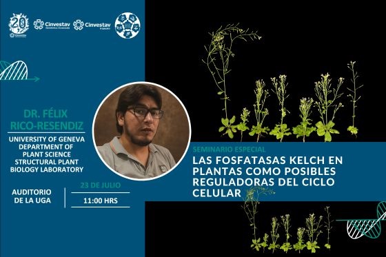 Las fosfatasas Kelch en plantas como posibles reguladoras del ciclo celular