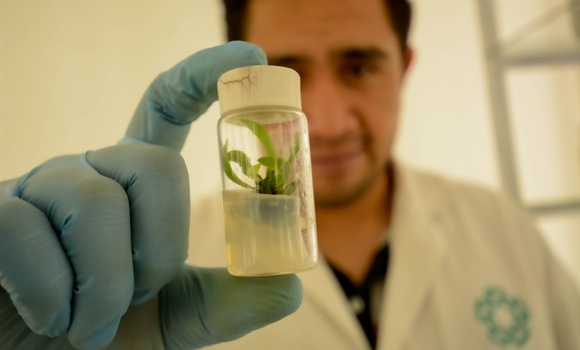 2025 Call for applications for the postgraduate program in  Plant Biotechnology at Cinvestav Irapuato (Master's and Doctorate) for foreigners