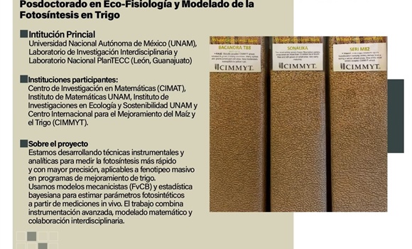 Posdoctorado | Eco-Fisiología y Modelado de la Fotosíntesis en Trigo.