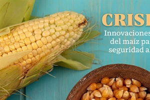 CRISPR-Cas: Innovaciones en la mejora genética del maíz para la sostenibilidad y seguridad...