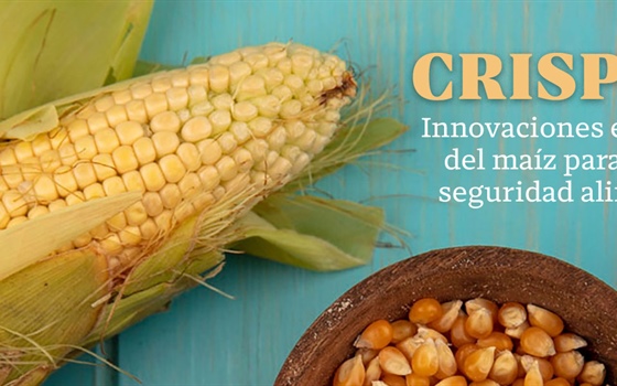 CRISPR-Cas: Innovaciones en la mejora genética del maíz para la sostenibilidad y seguridad alimentaria en México