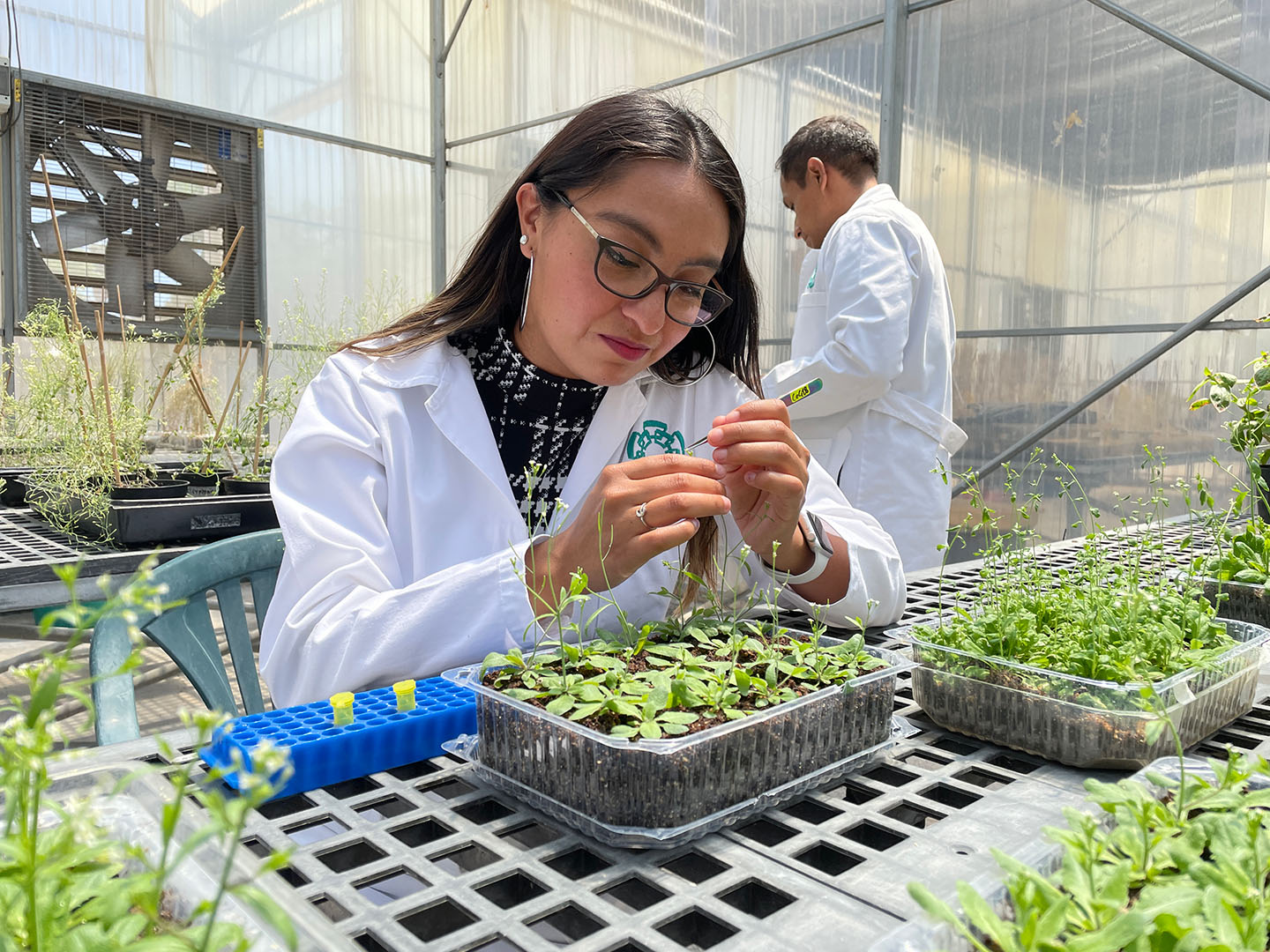 Trabajando con Arabidopsis thaliana
